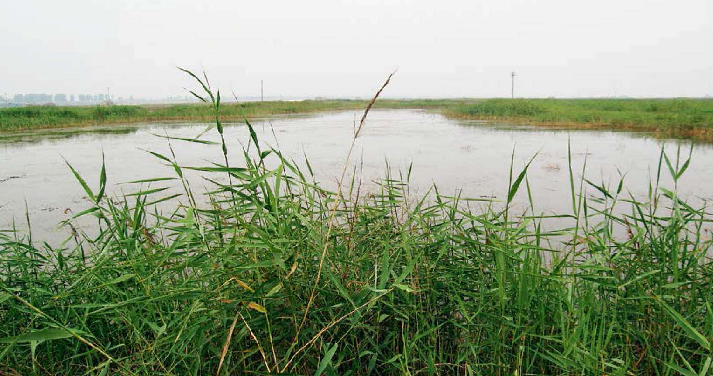 渭南的“天然咸水湖”——陜西蒲城鹵陽湖國(guó)家濕地公園